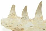 Fossil Mosasaur (Eremiasaurus?) Jaw Section - Morocco #220669-3